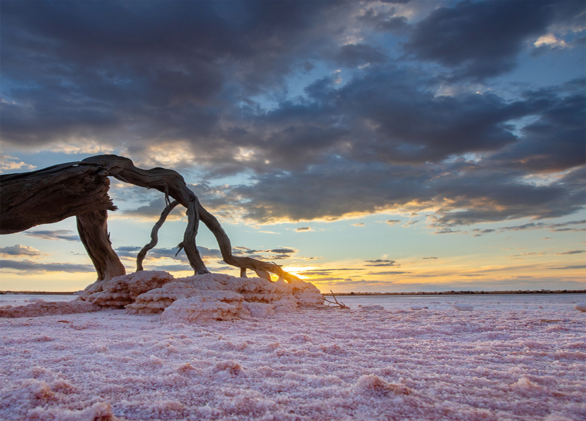 A photo of a lake salt field with pink salt, a picturesque sky, and a tree 