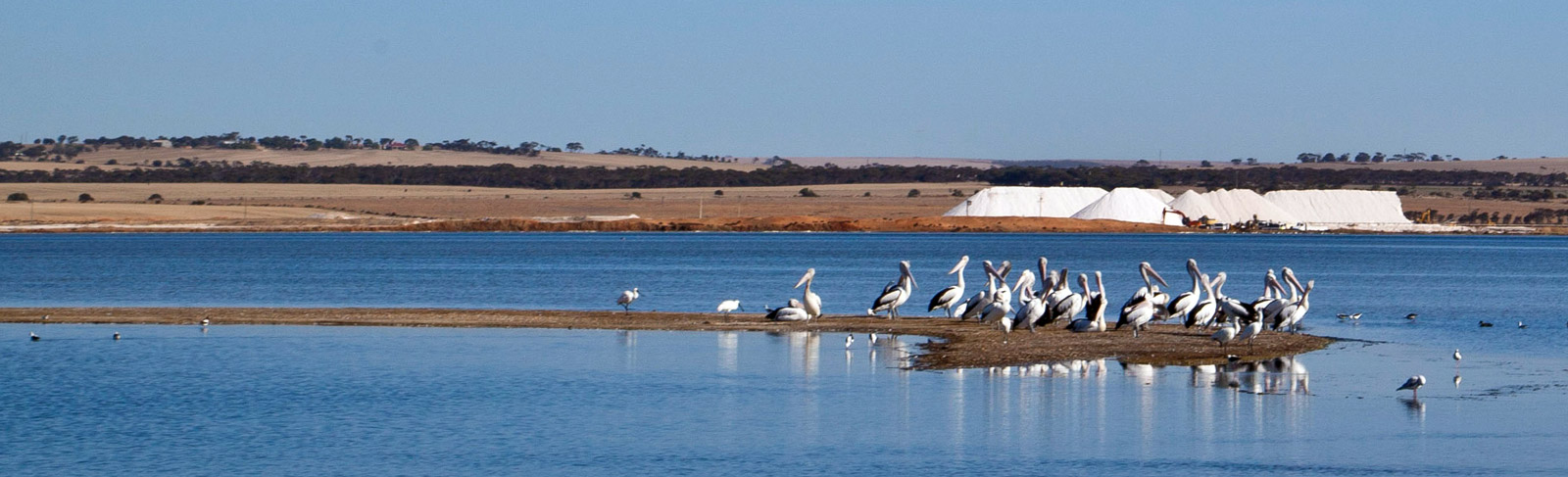 An image of seagulls on a small island of sand in the water. An Australian salt mine can be seen in the background. 